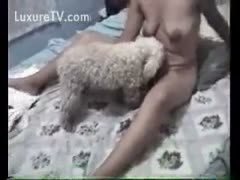 Furry little dog licks his owners moist pussy